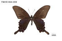 藏品(翠鳳蝶)的圖片